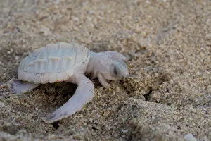 Albino Prints: Kemp's ridley turtle (Lepidochelys kempii) albino hatchling