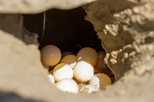 Tamaulipas Prints: Kemp's ridley turtle (Lepidochelys kempii) eggs in nest on beach