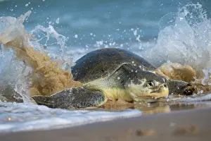 Exertion Prints: Kemp's ridley turtle (Lepidochelys kempii) female