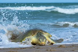 Exertion Prints: Kemp's ridley turtle (Lepidochelys kempii) female