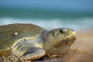 Exertion Prints: Kemp's ridley turtle (Lepidochelys kempii) female