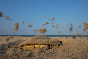 Exertion Prints: Kemp's ridley turtle (Lepidochelys kempii) female