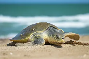 Journey Prints: Kemp's ridley turtle (Lepidochelys kempii) female