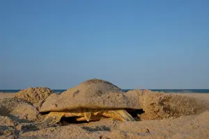 Exertion Prints: Kemp's ridley turtle (Lepidochelys kempii) female