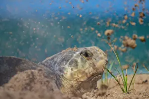 Exertion Prints: Kemp's ridley turtle (Lepidochelys kempii) female