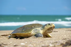 Journey Prints: Kemp's ridley turtle (Lepidochelys kempii) female