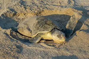 Exertion Prints: Kemp's ridley turtle (Lepidochelys kempii) female