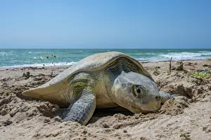 Exertion Prints: Kemp's ridley turtle (Lepidochelys kempii) female