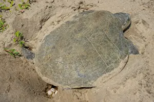 Tamaulipas Prints: Kemp's ridley turtle (Lepidochelys kempii) female