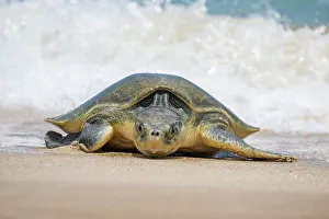 Journey Prints: Kemp's ridley turtle (Lepidochelys kempii) female