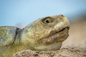 Journey Prints: Kemp's ridley turtle (Lepidochelys kempii) female