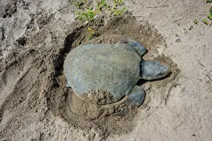 Maternal Behaviour Prints: Kemp's ridley turtle (Lepidochelys kempii) female