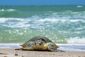 Journey Prints: Kemp's ridley turtle (Lepidochelys kempii) female