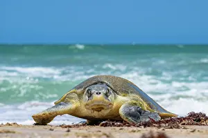 Journey Prints: Kemp's ridley turtle (Lepidochelys kempii) female