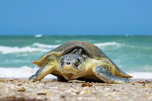 Journey Prints: Kemp's ridley turtle (Lepidochelys kempii) female