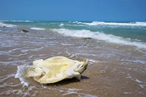 Upside Down Prints: Kemp's ridley turtle (Lepidochelys kempii) female