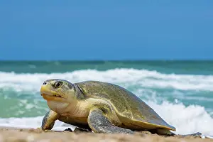 Journey Prints: Kemp's ridley turtle (Lepidochelys kempii) female