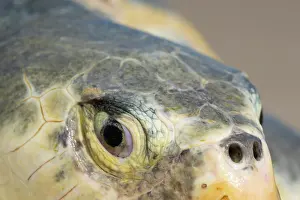 Tamaulipas Prints: Kemp's ridley turtle (Lepidochelys kempii) female