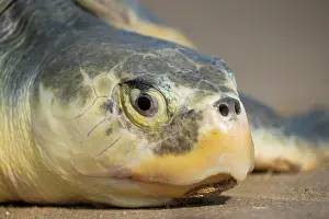 Tamaulipas Prints: Kemp's ridley turtle (Lepidochelys kempii) female