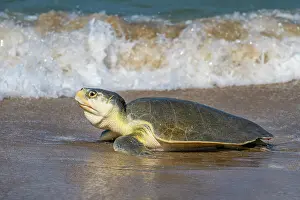 Kemp's ridley turtle (Lepidochelys kempii) female coming ashore to nest, Rancho Nuevo Sea Turtle Sanctuary, Tamaulipas, Mexico. Critically endangered