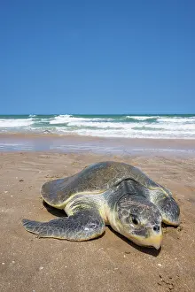 Journey Prints: Kemp's ridley turtle (Lepidochelys kempii) female coming ashore to nest