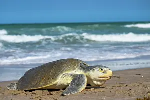 Journey Prints: Kemp's ridley turtle (Lepidochelys kempii) female coming ashore to nest