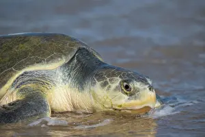 Journey Prints: Kemp's ridley turtle (Lepidochelys kempii) female coming ashore to nest