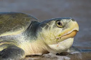 Journey Prints: Kemp's ridley turtle (Lepidochelys kempii) female coming ashore to nest
