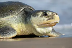 Journey Prints: Kemp's ridley turtle (Lepidochelys kempii) female coming ashore to nest