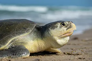 Journey Prints: Kemp's ridley turtle (Lepidochelys kempii) female coming ashore to nest