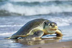 Journey Prints: Kemp's ridley turtle (Lepidochelys kempii) female coming ashore to nest