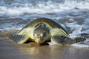 Journey Prints: Kemp's ridley turtle (Lepidochelys kempii) female coming ashore to nest