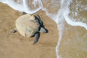 Journey Prints: Kemp's ridley turtle (Lepidochelys kempii) female returning to sea after nesting