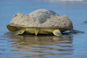 Exertion Prints: Kemp's ridley turtle (Lepidochelys kempii) female returning to sea after nesting