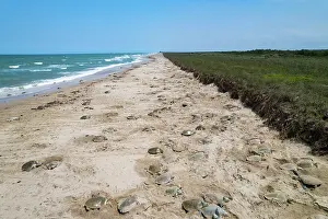Tamaulipas Prints: Kemp's ridley turtle (Lepidochelys kempii) females coming ashore in brief daytime arribada