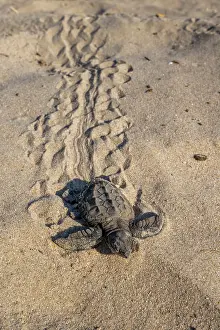 Journey Prints: Kemp's ridley turtle (Lepidochelys kempii) hatchling crawling across sand