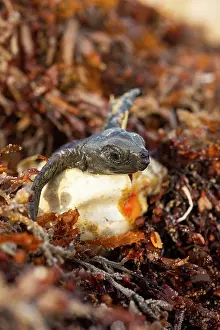 Hatch Prints: Kemp's ridley turtle (Lepidochelys kempii) hatchling emerging from egg