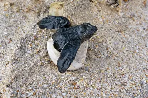 Hatch Prints: Kemp's ridley turtle (Lepidochelys kempii) hatchling emerging from egg