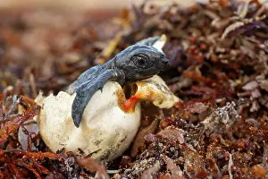 Hatch Prints: Kemp's ridley turtle (Lepidochelys kempii) hatchling emerging from egg