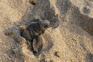 Journey Prints: Kemp's ridley turtle (Lepidochelys kempii) hatchling emerging from nest on beach