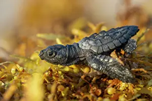 Seaweed Prints: Kemp's ridley turtle (Lepidochelys kempii) hatchling making its way across Kelp to the sea