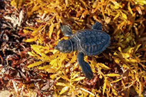 Seaweed Prints: Kemp's ridley turtle (Lepidochelys kempii) hatchling making its way across Kelp to the sea
