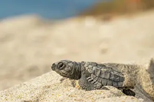 Exertion Prints: Kemp's ridley turtle (Lepidochelys kempii) hatchling making its way to the sea