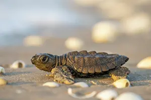 Against The Odds Prints: Kemp's ridley turtle (Lepidochelys kempii) hatchling making its way to the sea