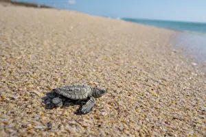 Journey Prints: Kemp's ridley turtle (Lepidochelys kempii) hatchling making its way to the sea