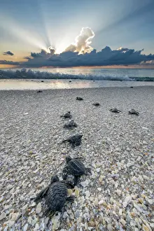 Crawling Prints: Kemp's ridley turtle (Lepidochelys kempii) hatchlings crawl towards the sea at sunrise