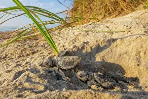 Emergence Prints: Kemp's ridley turtle (Lepidochelys kempii) hatchlings emerging from nest