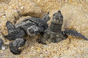 Exertion Prints: Kemp's ridley turtle (Lepidochelys kempii) hatchlings emerging from nest on beach