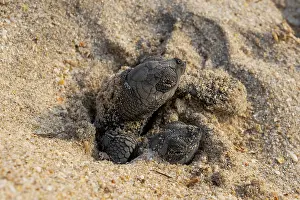 Journey Prints: Two Kemp's ridley turtle (Lepidochelys kempii) hatchlings emerging from nest on beach