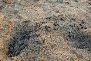 Tamaulipas Prints: Kemp's ridley turtle (Lepidochelys kempii) hatchlings emerging from nest on beach